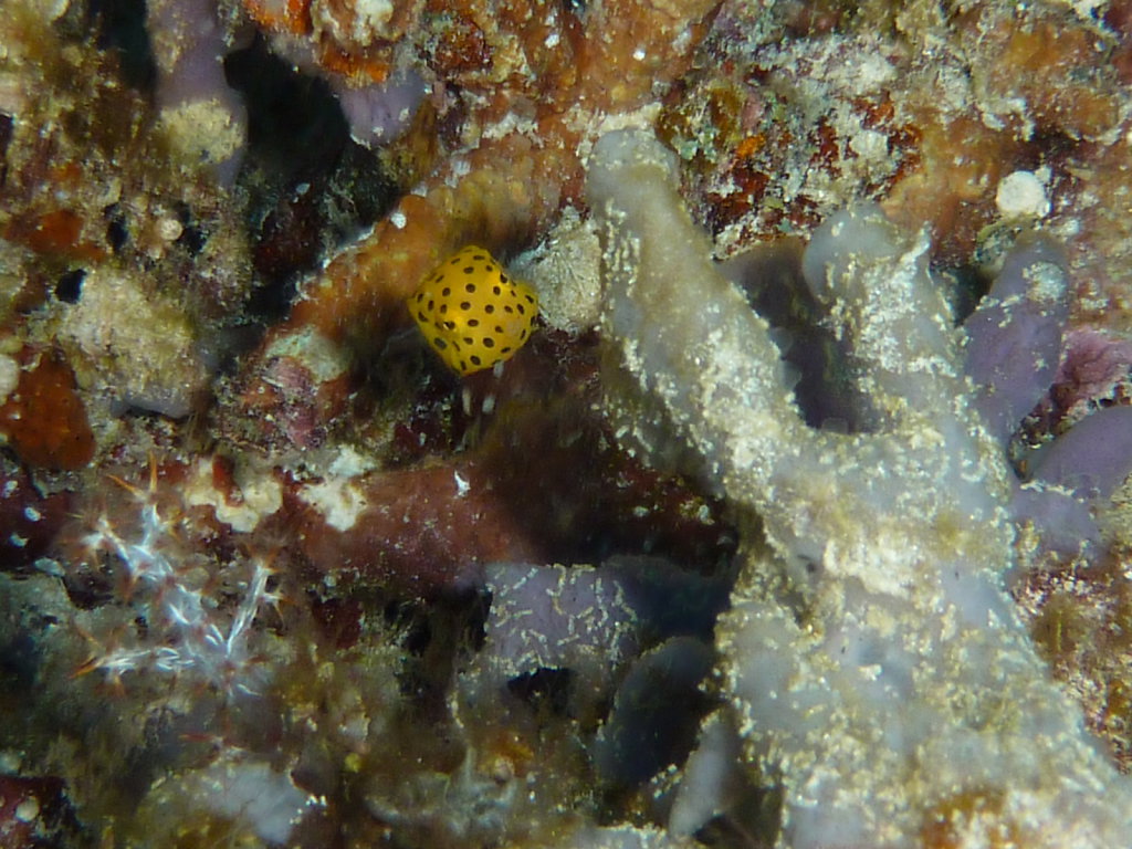 P1050387.JPG