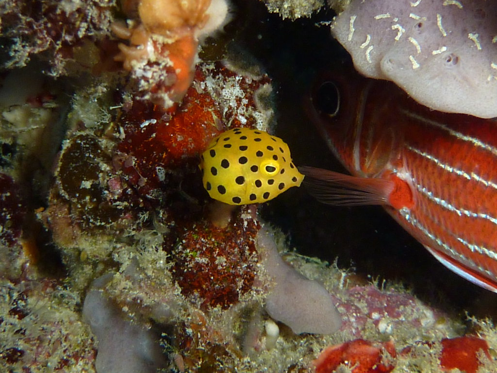 Triton Dive Safari