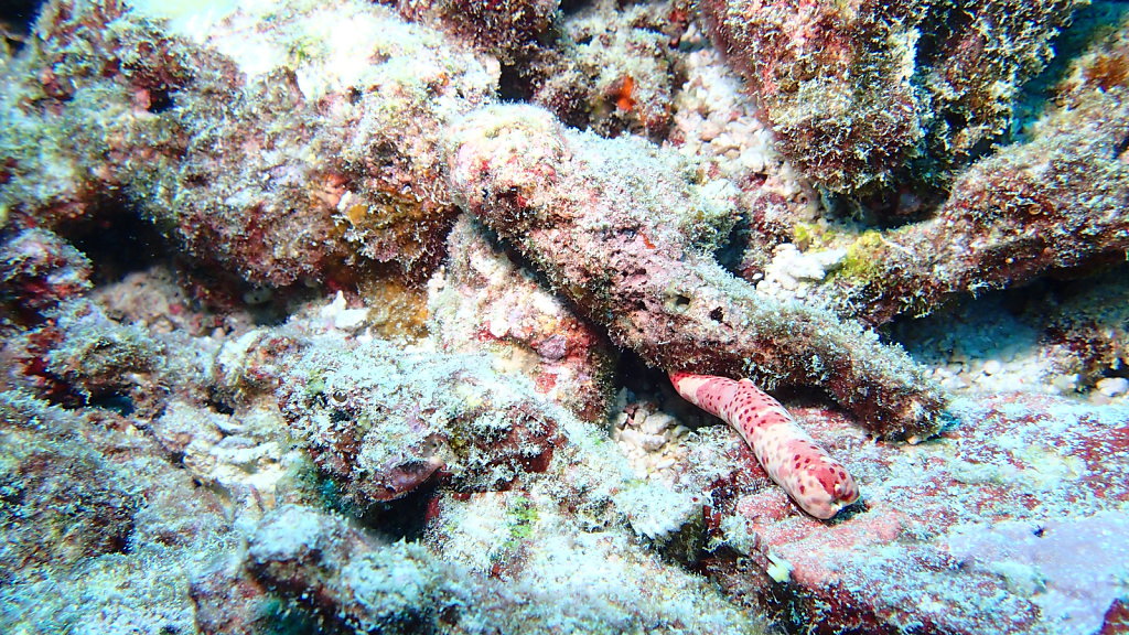 P8230145.JPG