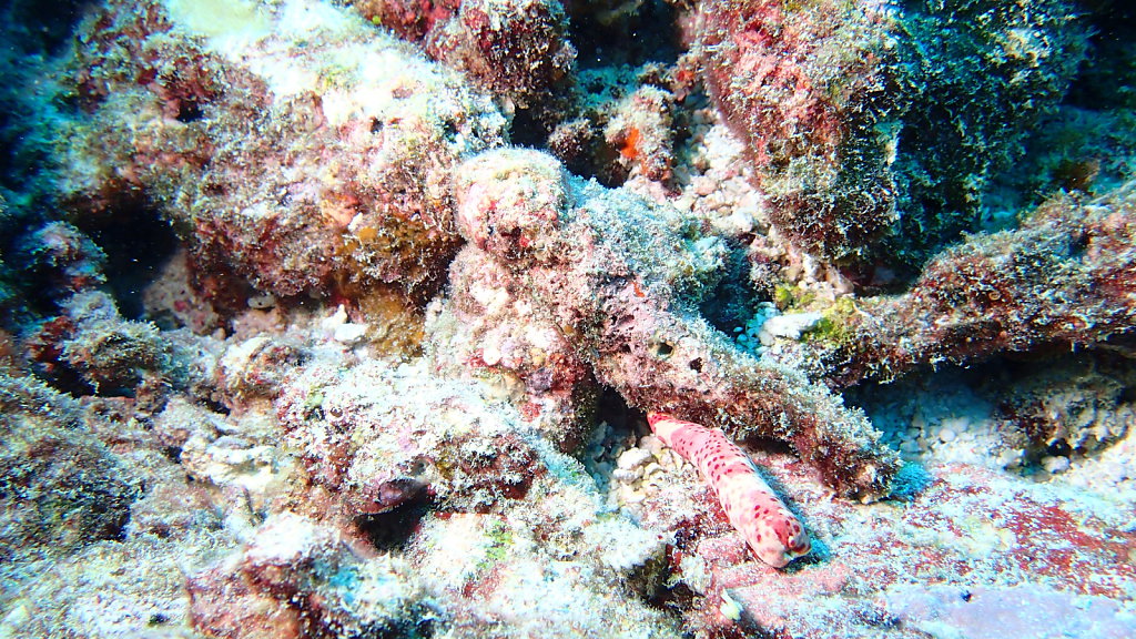 Dharavandhoo